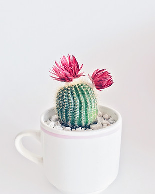 Image by Stephanie Harvey