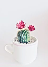 Image by Stephanie Harvey