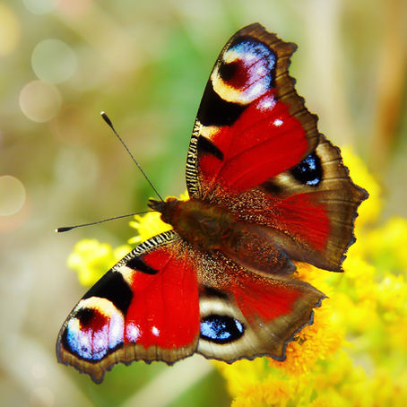 The High-Class Caterpillar