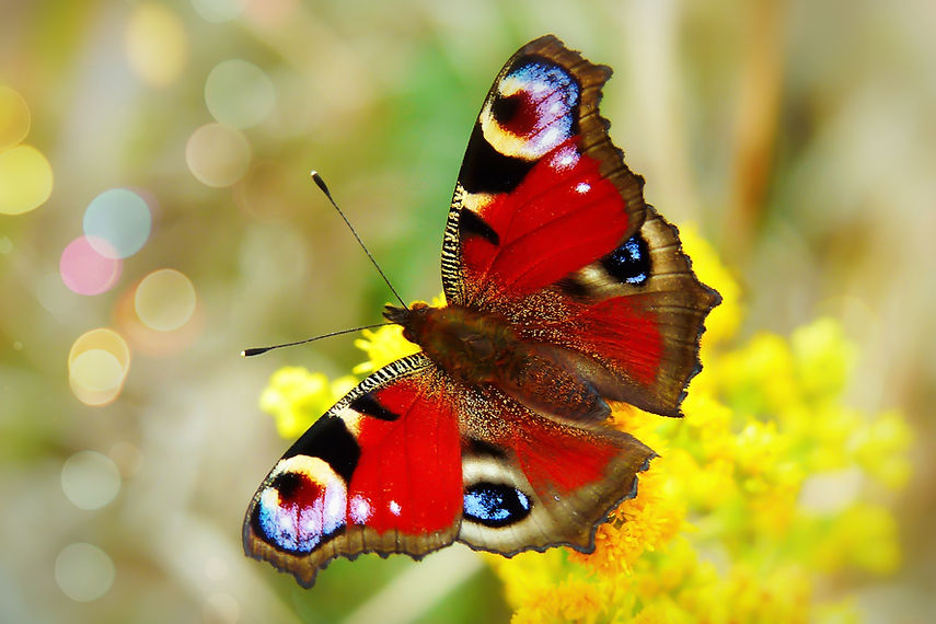 Image by Krzysztof Niewolny