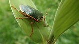 stink bug south Jersey