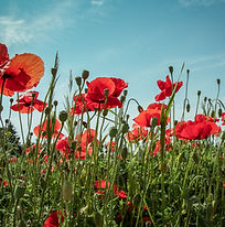 Image by Katarzyna Pe