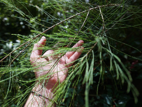 Greener, longer life: More trees reduce premature deaths in cities