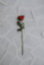 Single RED ROSE