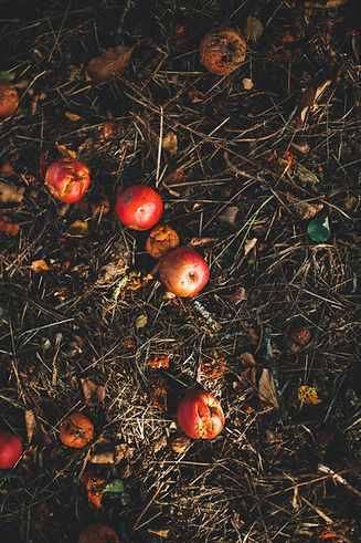 compost with red apples