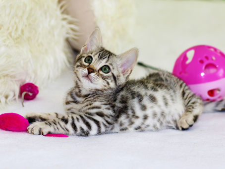 Enhancing Your Indoor Cat's Well-Being: Tips for a Happy and Healthy Home