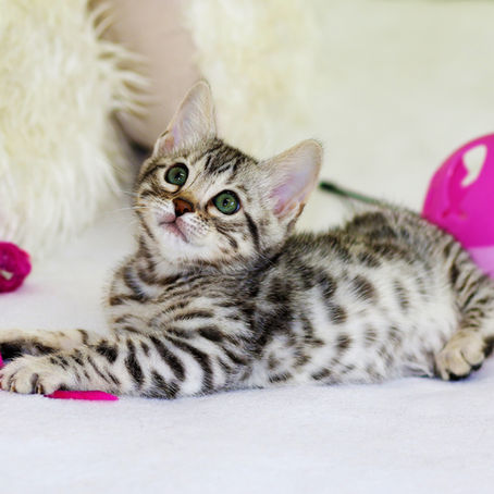 Gastroenteritis in Felines