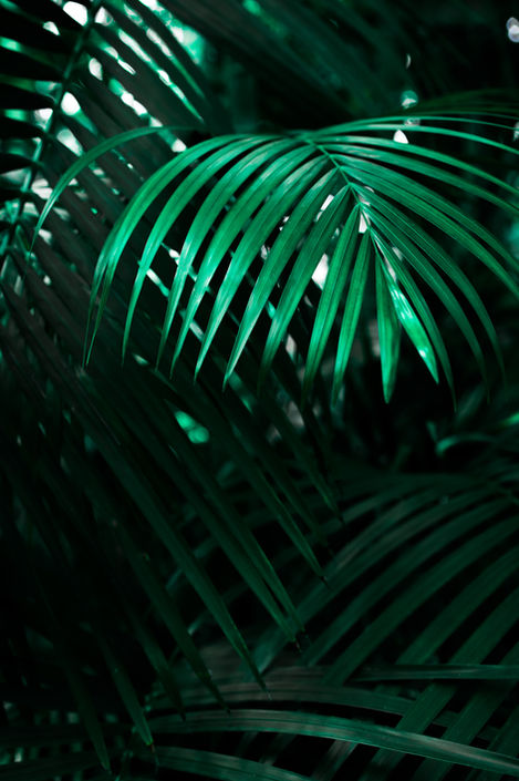 The Color of Life