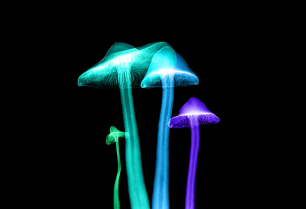SAPS Bust Magic Mushroom Farm Near Union Buildings