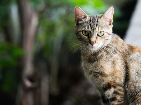 Toxoplasmosis in Felines