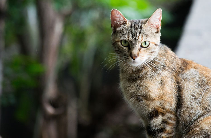 Be risk-averse and keep your cat safe. There are many strategies you can use to reduce the risk of H5N1 bird flu in cats.