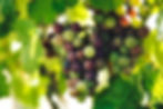 grapes hanging from a vine