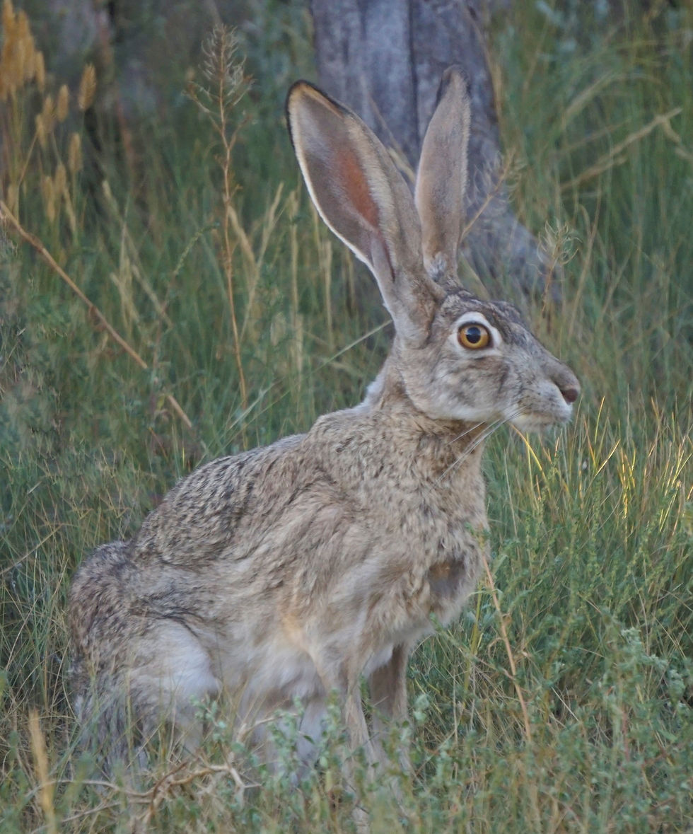 A Hare