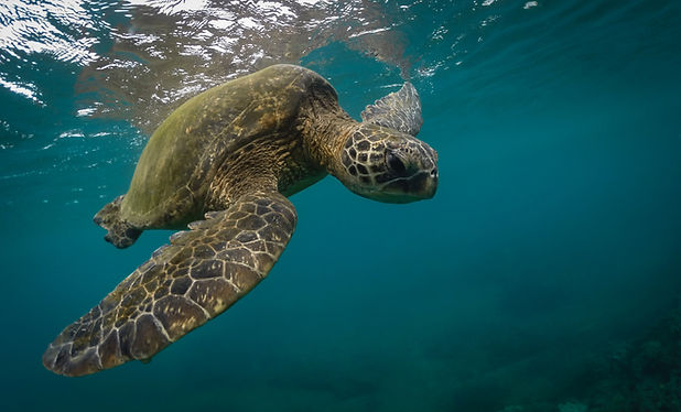 Image by Stephen Leonardi