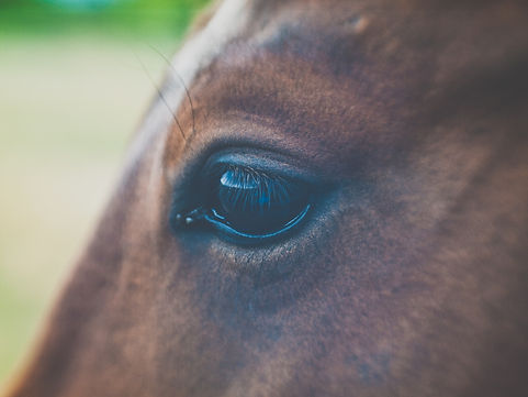 eye of horse