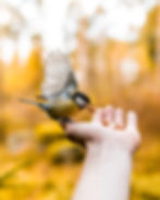 Image by Taneli Lahtinen
