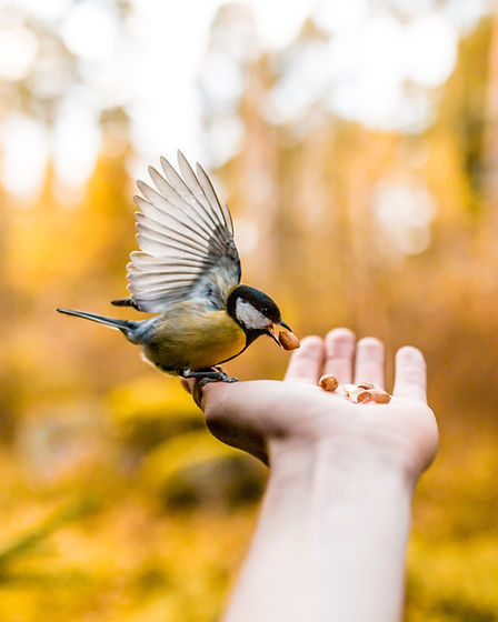Image by Taneli Lahtinen
