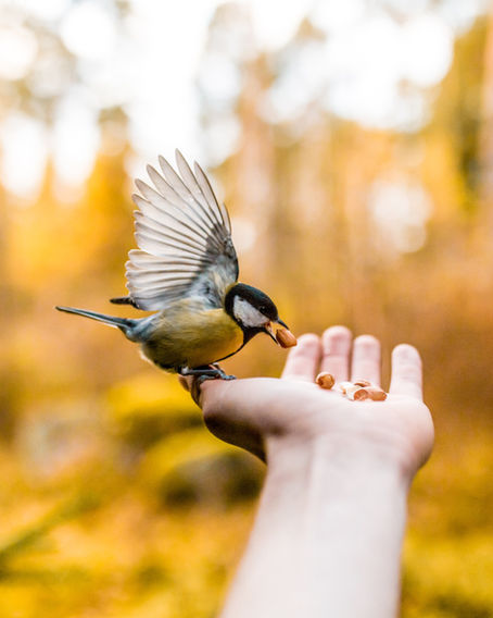 Image by Taneli Lahtinen