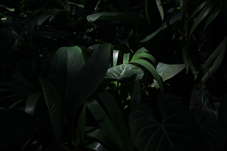 Image by Elliott Lowe