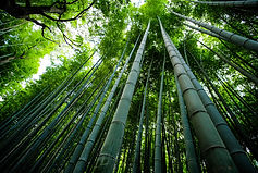 Botanicals Beauty Bamboo Rainforest