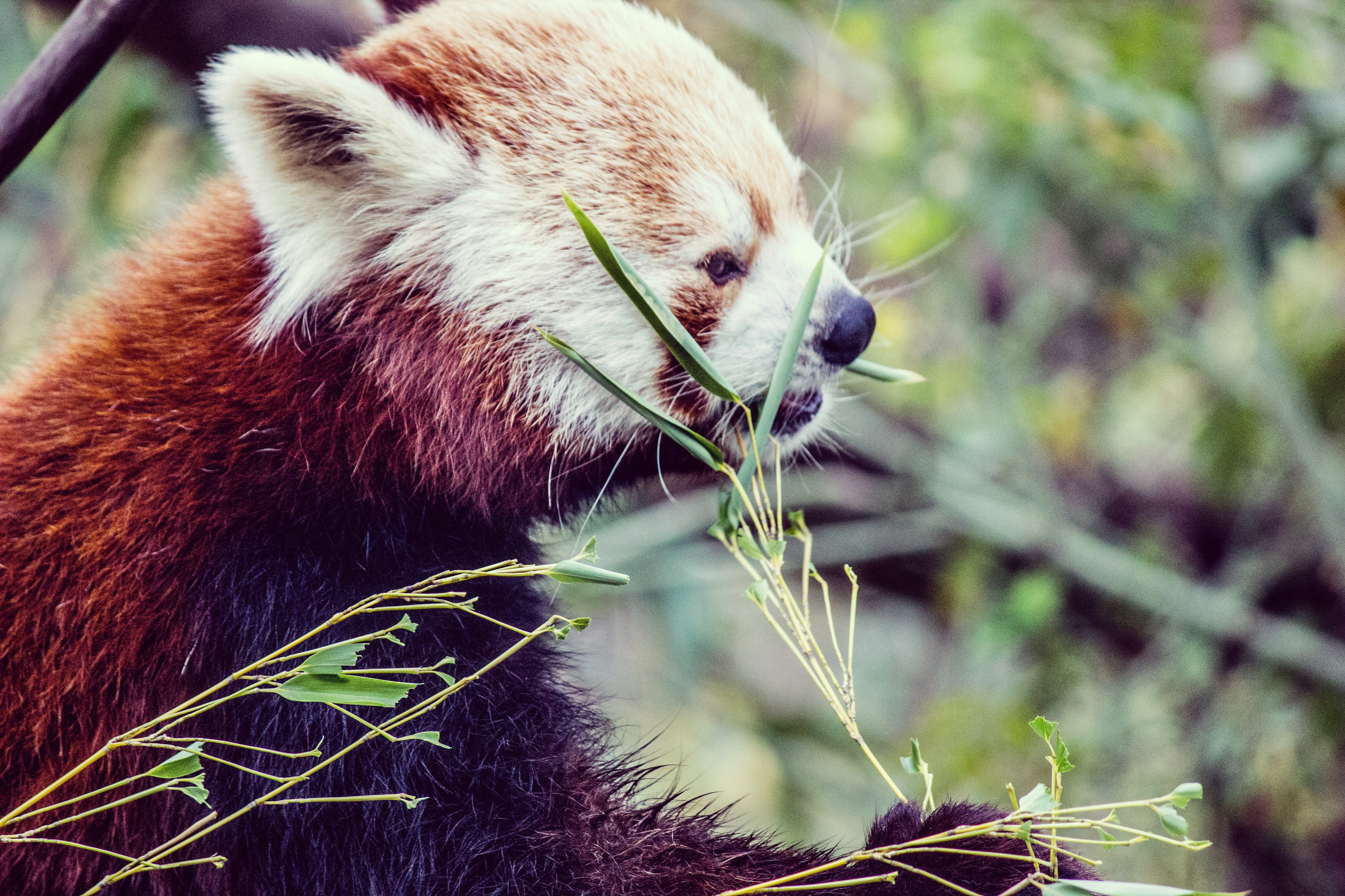 A Panda named Brian