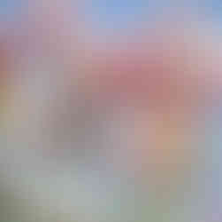 Fleurs tulipes pour parterre jardin été