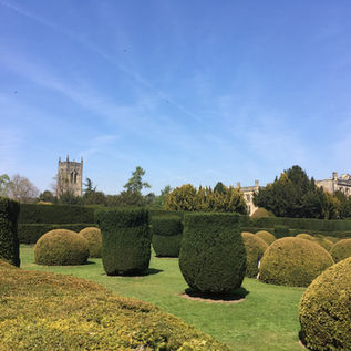 Compact Trees and Shrubs for Small Spaces