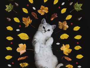 ¿Pueden los gatos seguir una dieta vegetariana?