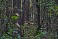 Image by Clint Patterson