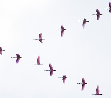 Image by Julia Craice