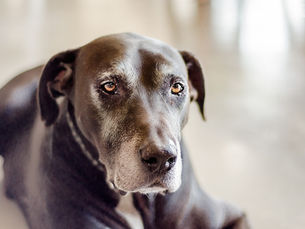 Can an Older Dog Be Housebroken?