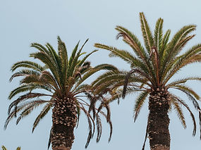 Image by Aubrey Rose Odom