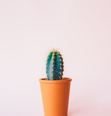 Image by Annie Spratt