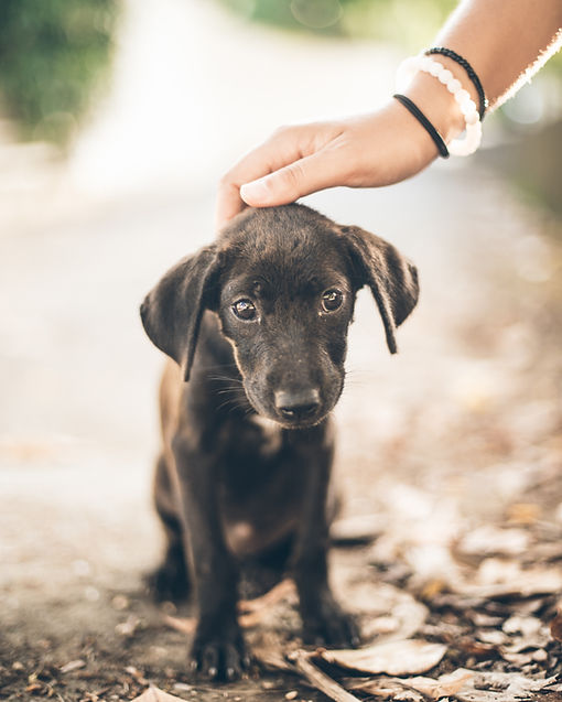 Image by Ryan Christodoulou