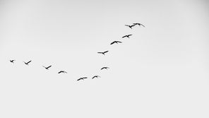 The Sad Demise of Laurence Wright