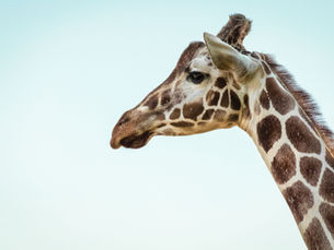 En giraff i profil
