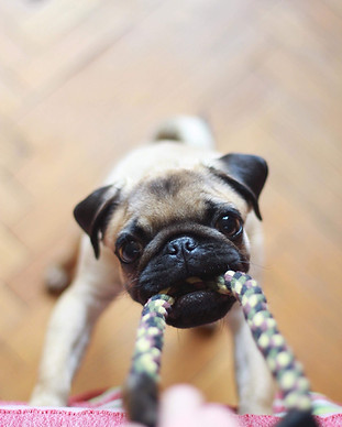 Image by Darinka Kievskaya