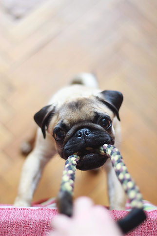 conseils en comportement dog hapiness grenoble
