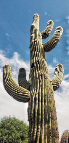 Massive cactus