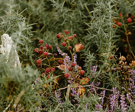 Image by Annie Spratt