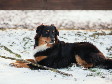 Machen Sie Ihr Tier winterfest - Was zu beachten ist