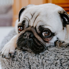 Top 10 Dog Bed Brands 