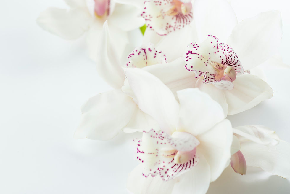 close up of white and pink orchids
