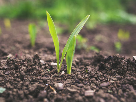 Qu'est-ce que l'agriculture biologique ?