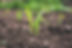 Image by Roman Synkevych