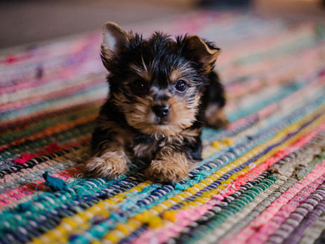Raising Fido: housetraining with structured alone time