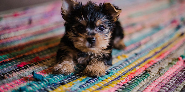 Puppy obedience school