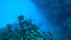 Catastrophic coral bleaching in the great barrier reef: A global call to action