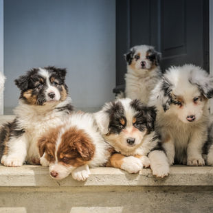 When to Worm Puppies and Kittens