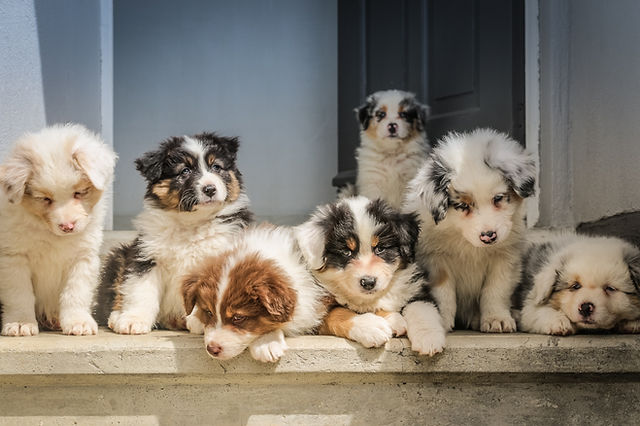 Pet dog purchase clearance
